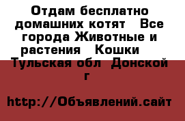 Отдам бесплатно домашних котят - Все города Животные и растения » Кошки   . Тульская обл.,Донской г.